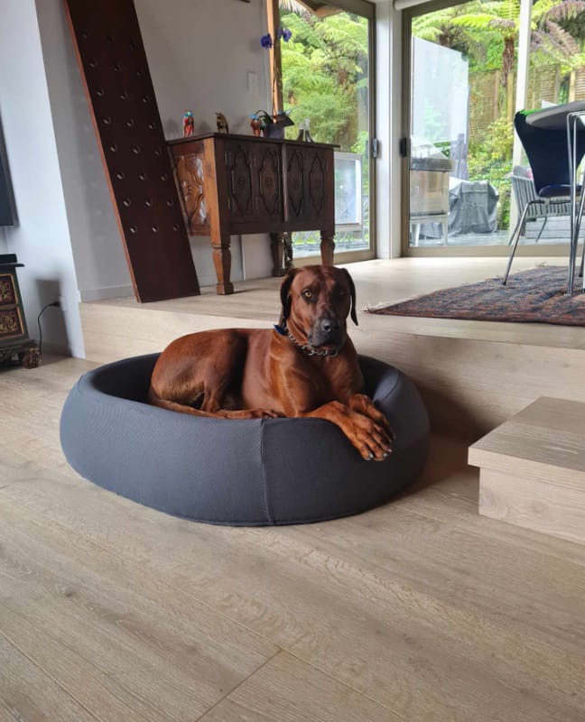 Customer photo review of Brooklyn® Nest Dog Bed