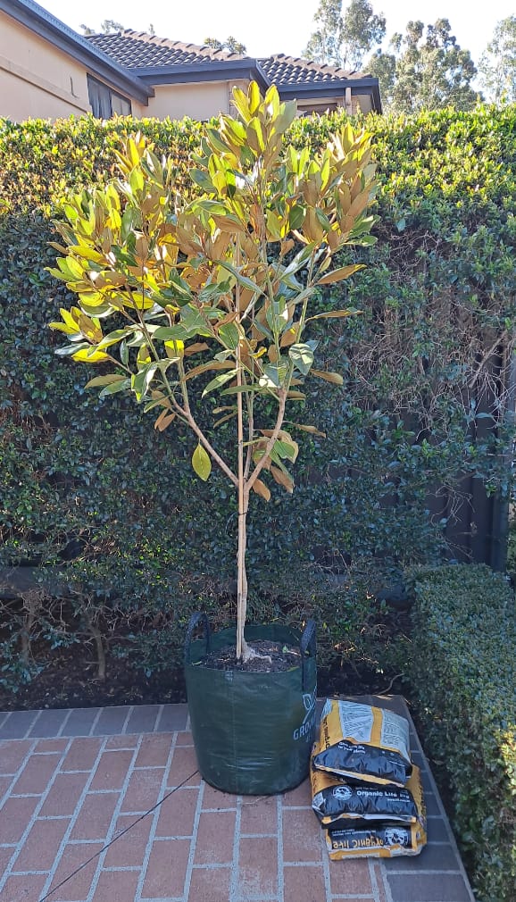 Customer photo review of Little Gem Magnolia - Magnolia grandiflora 'Little Gem'