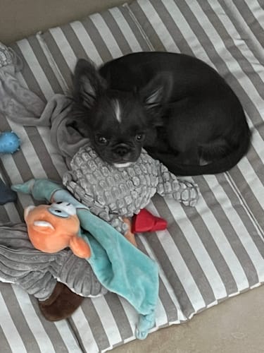 Customer photo review of Trapuntina Arrotolabile Cotone Righe Larghe Marrone