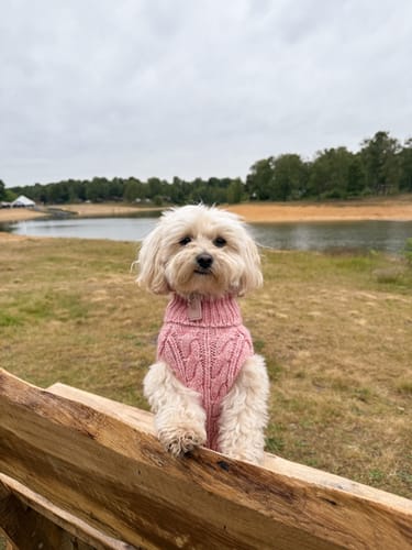 Customer photo review of English Retro Pet Sweater