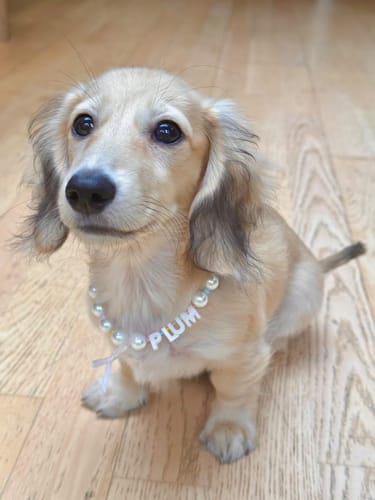 Customer photo review of Personalise Pearl Paws Necklace