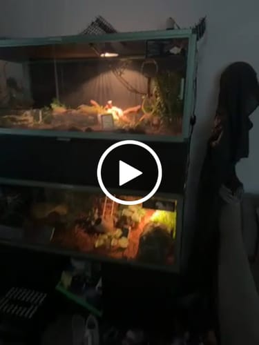 Customer video review of 120 Gallon Bearded Dragon Enclosure 4x2x2
