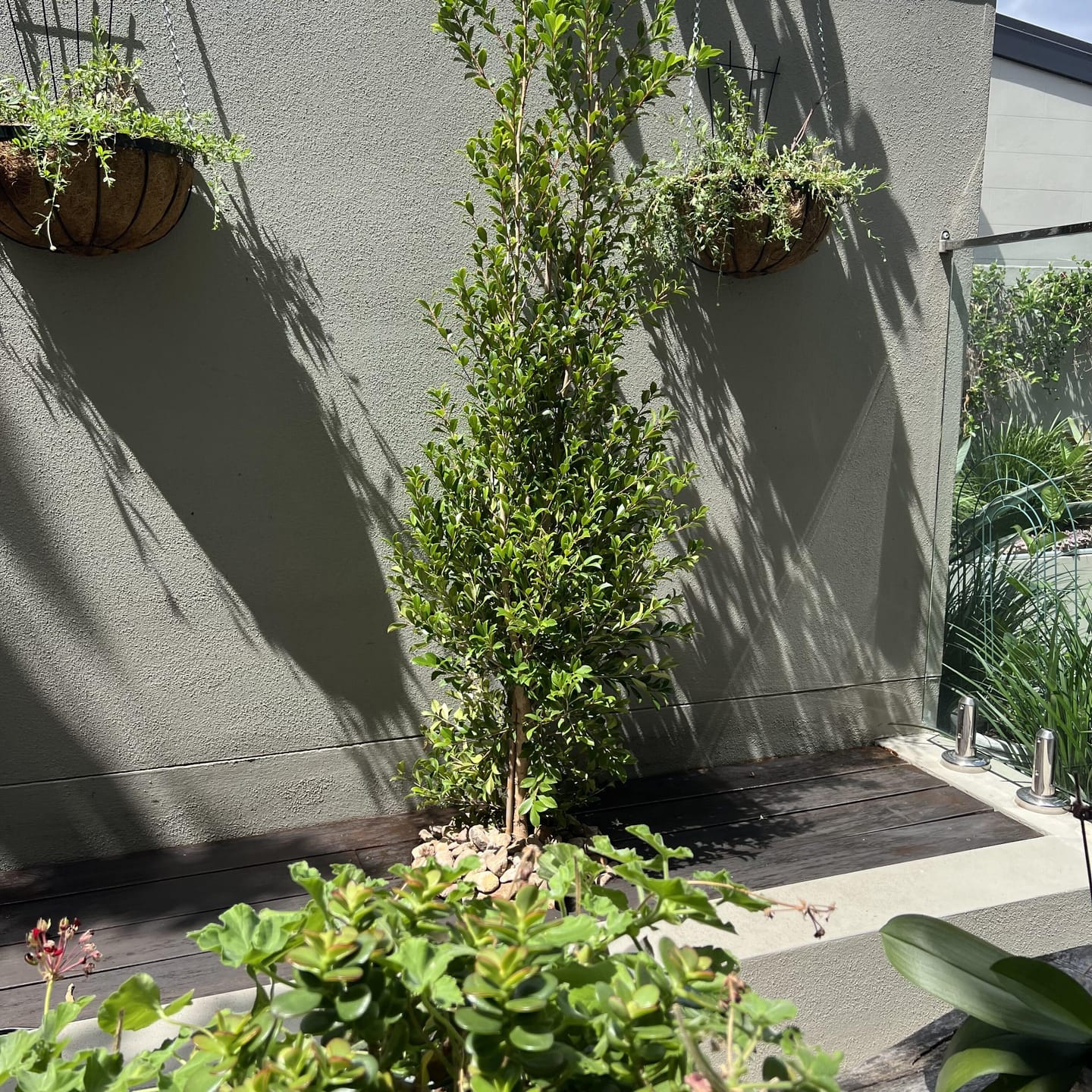 Customer photo review of Lilly Pilly Resilience - Syzygium australe 'Resilience'