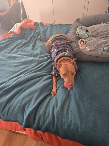 Customer photo review of Rock and Roll Dog Hoodie