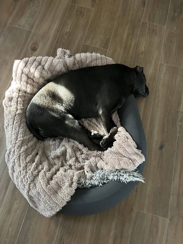 Customer photo review of Brooklyn® Nest Dog Bed
