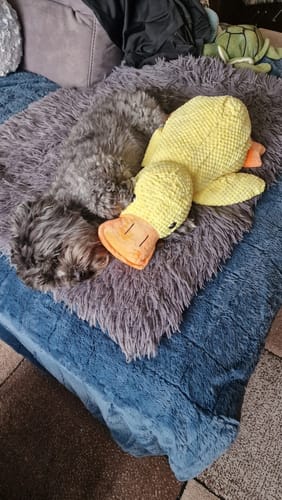 Customer photo review of Anti-Stress Ente