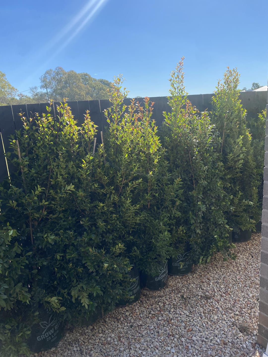 Customer photo review of Lilly Pilly Resilience - Syzygium australe 'Resilience'