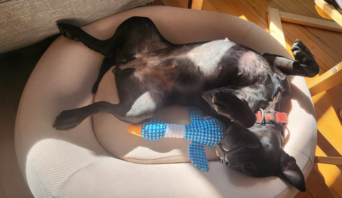 Customer photo review of Brooklyn® Nest Dog Bed