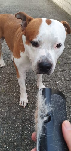 Customer photo review of Fellwunder-Bürste