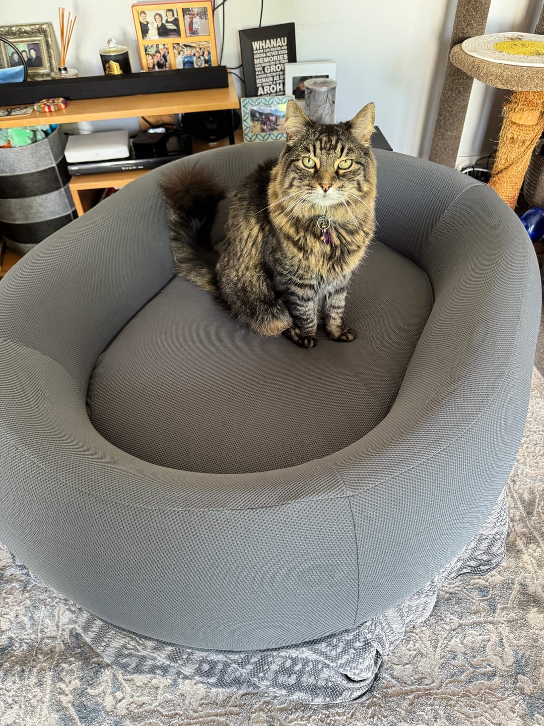 Customer photo review of Brooklyn® Nest Dog Bed