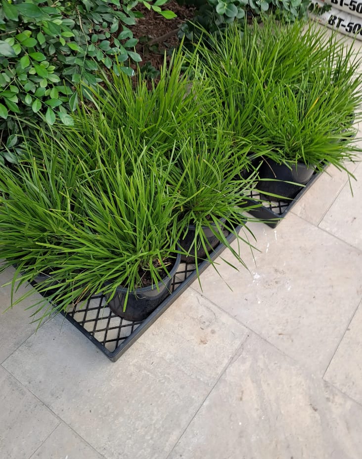 Customer photo review of Lime Tuff Lomandra - Lomandra 'Lime Tuff'
