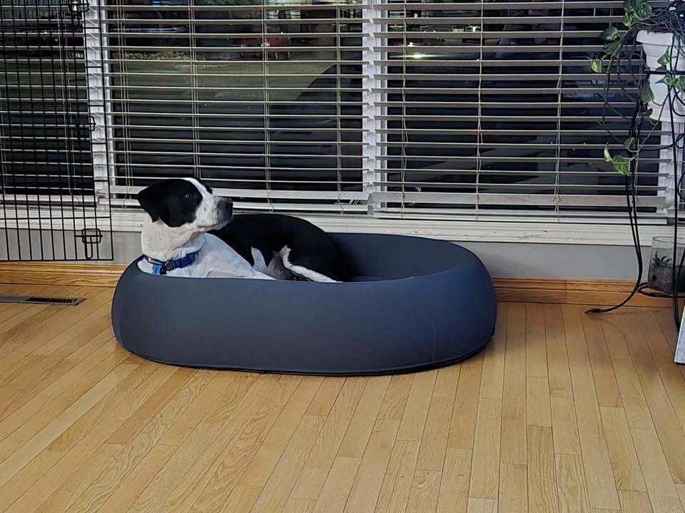 Customer photo review of Brooklyn® Nest Dog Bed