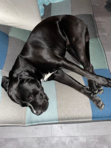 Customer photo review of Grünlippmuschel