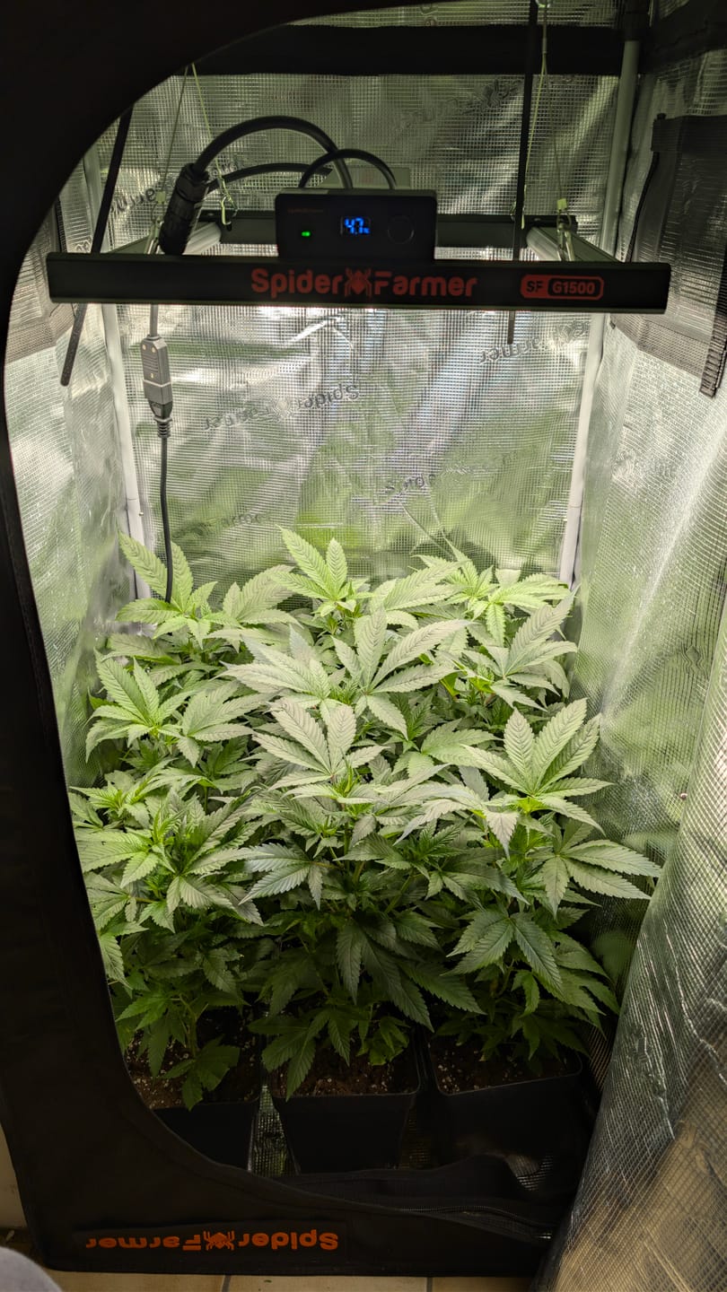 Customer photo review of Hanfstecklinge | Frozen Black Cherry