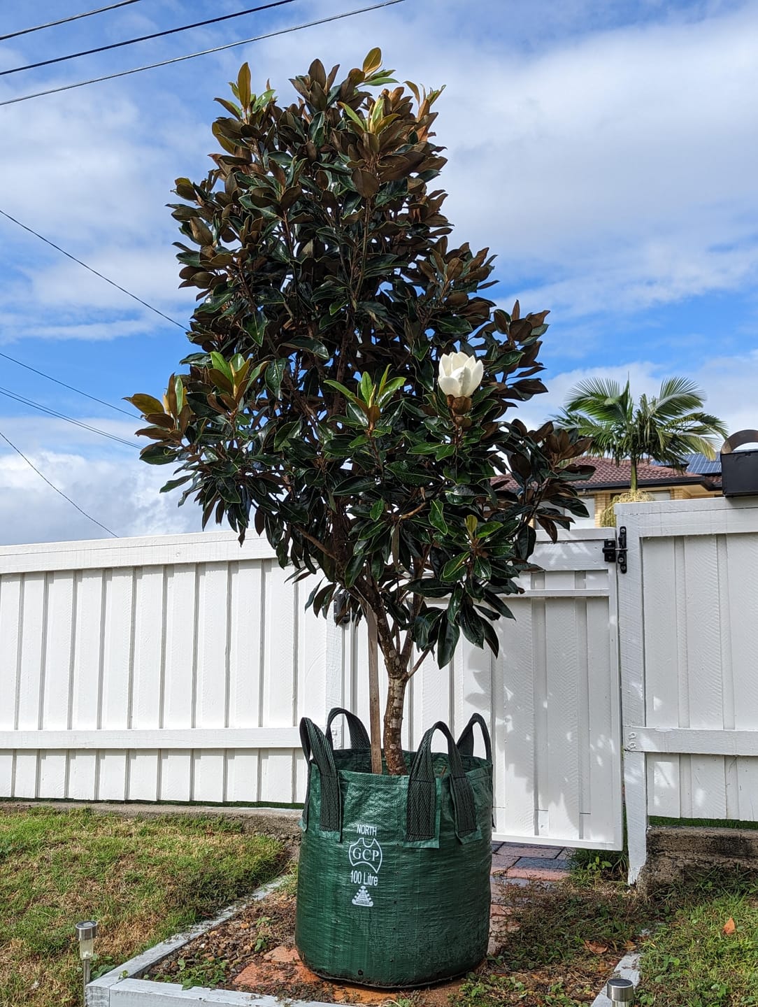 Customer photo review of Little Gem Magnolia - Magnolia grandiflora 'Little Gem'