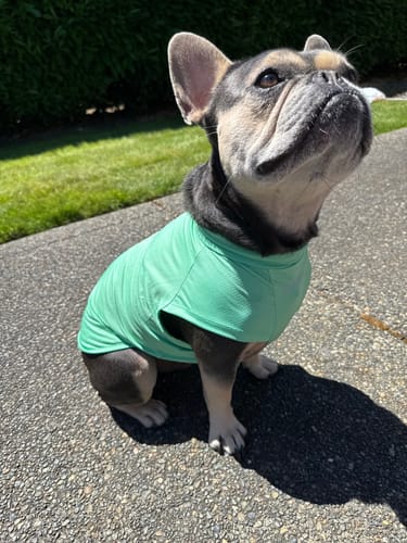 Customer photo review of Sunblock Dog T-Shirt - Mint