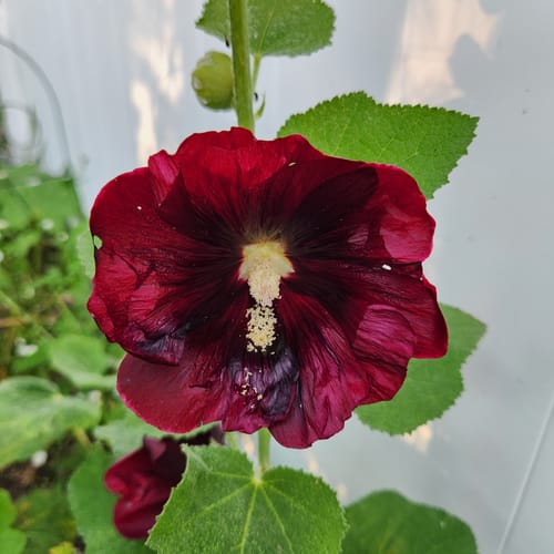 Customer photo review of The Watchman Hollyhock Seeds