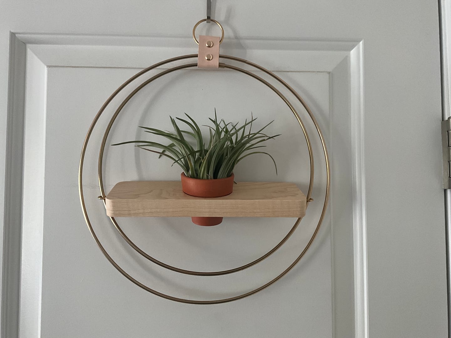Customer photo review of Air Plant Shelf + Pot