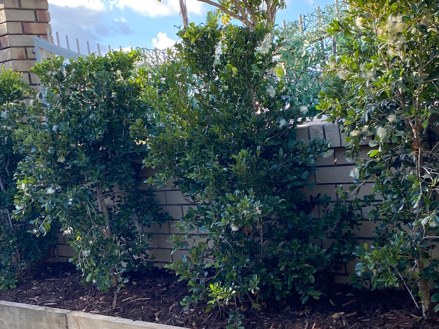 Customer photo review of Lilly Pilly Resilience - Syzygium australe 'Resilience'