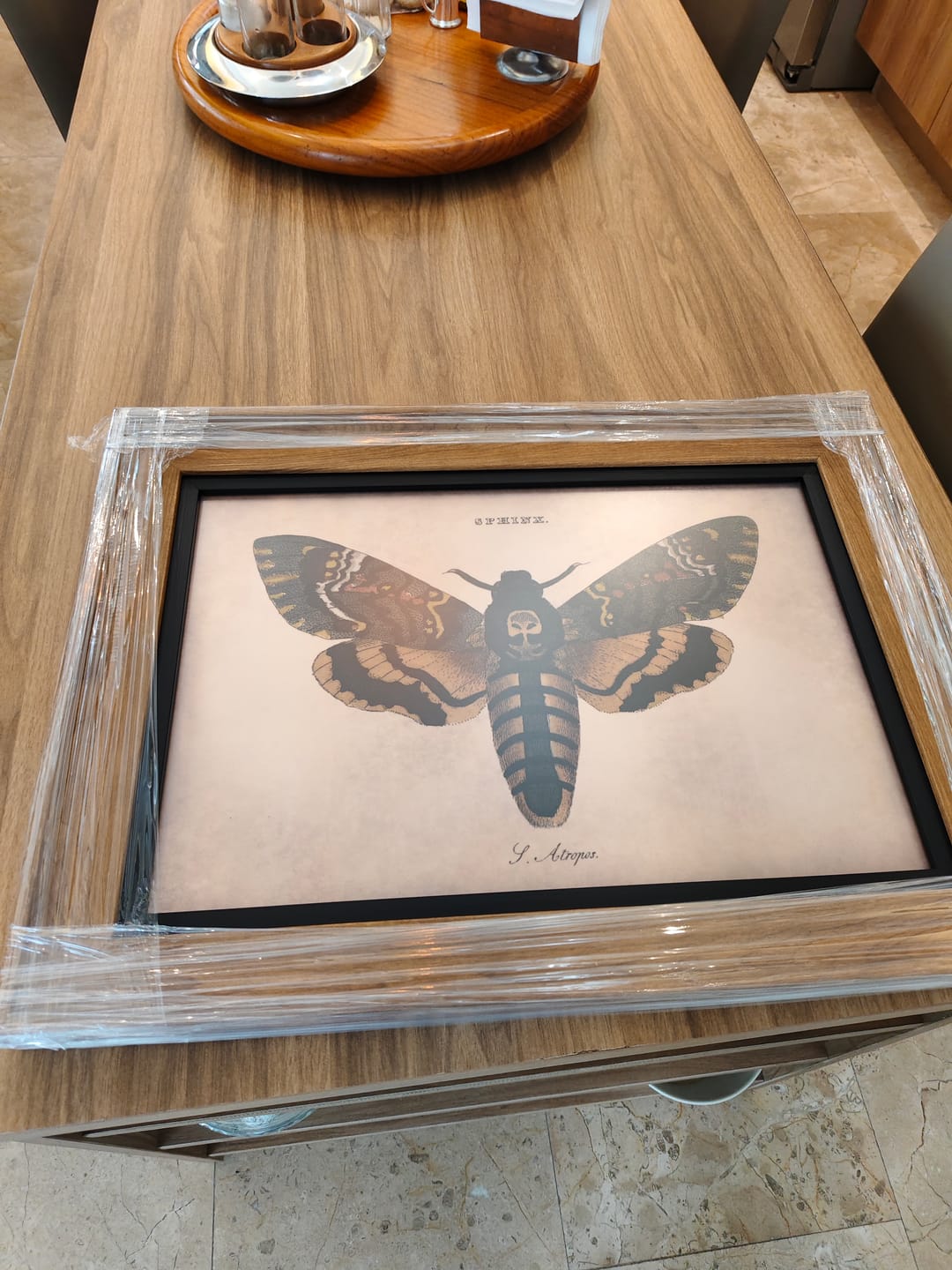 Customer photo review of Death's Head Hawkmoth Illustration by William Wood, 1821
