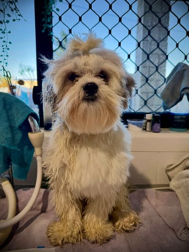 Customer photo review of PaWz GroomMate Pet Grooming Kit