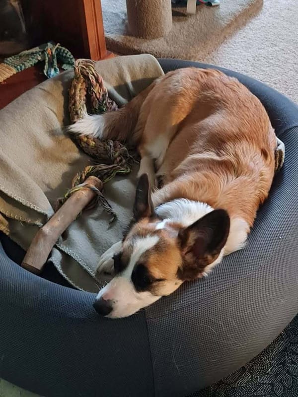 Customer photo review of Brooklyn® Nest Dog Bed