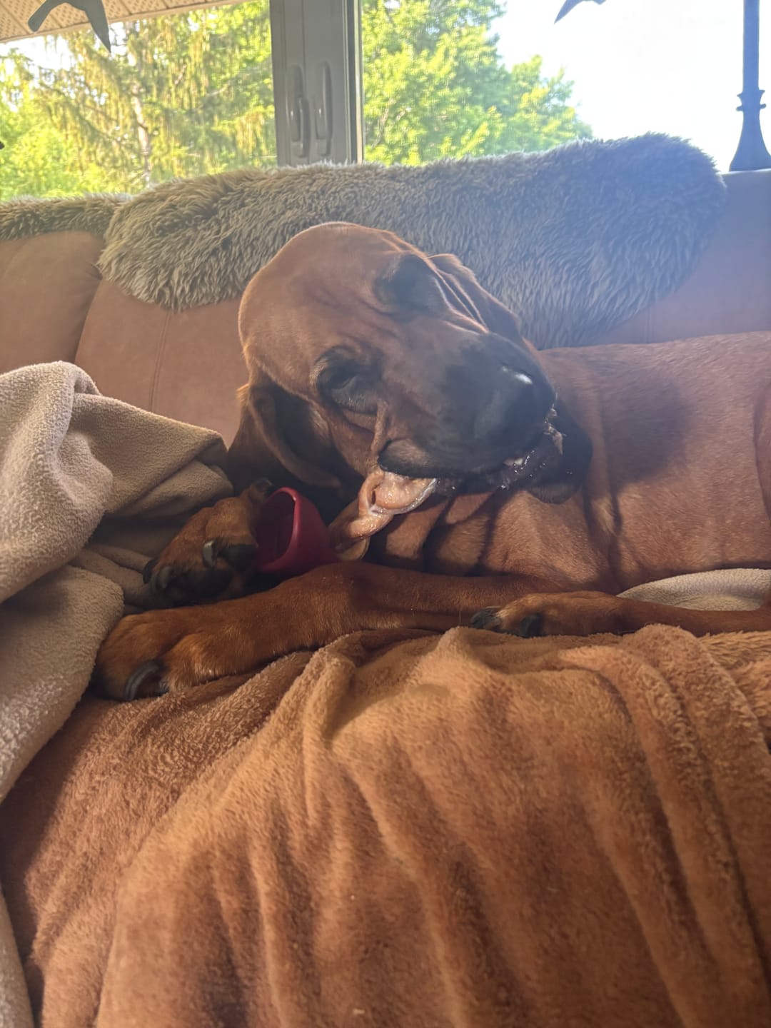 Customer photo review of 6 Inch Jumbo Braided Bully Stick