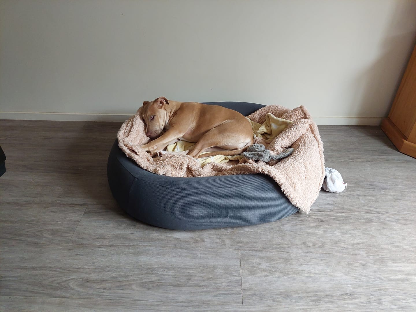 Customer photo review of Brooklyn® Nest Dog Bed