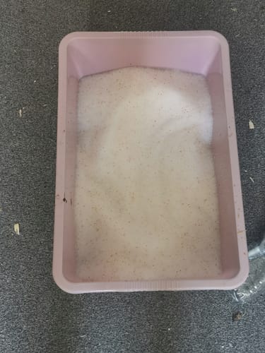 Customer photo review of 1 Month Supply – 2 Cat