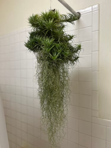 Customer photo review of 25 Pack Premium Air Plants Mix  *Cannot Be Shipped Internationally*
