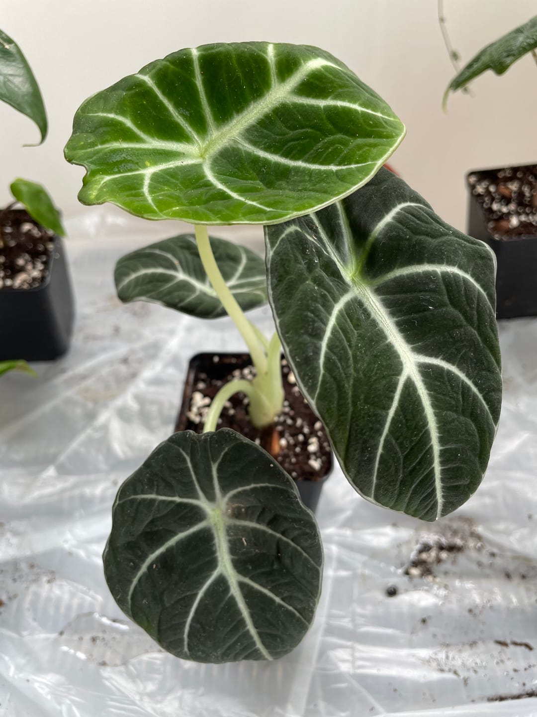 Customer photo review of ALOCASIA BLACK VELVET