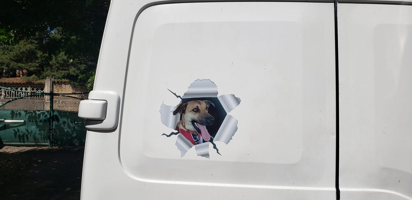 Customer photo review of Photo animal curieux - Autocollant pour voiture personnalisé