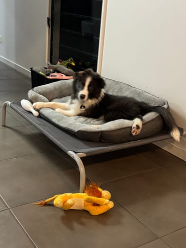 Customer photo review of Pawz Outdoor Dog Bed - Pet Trampoline