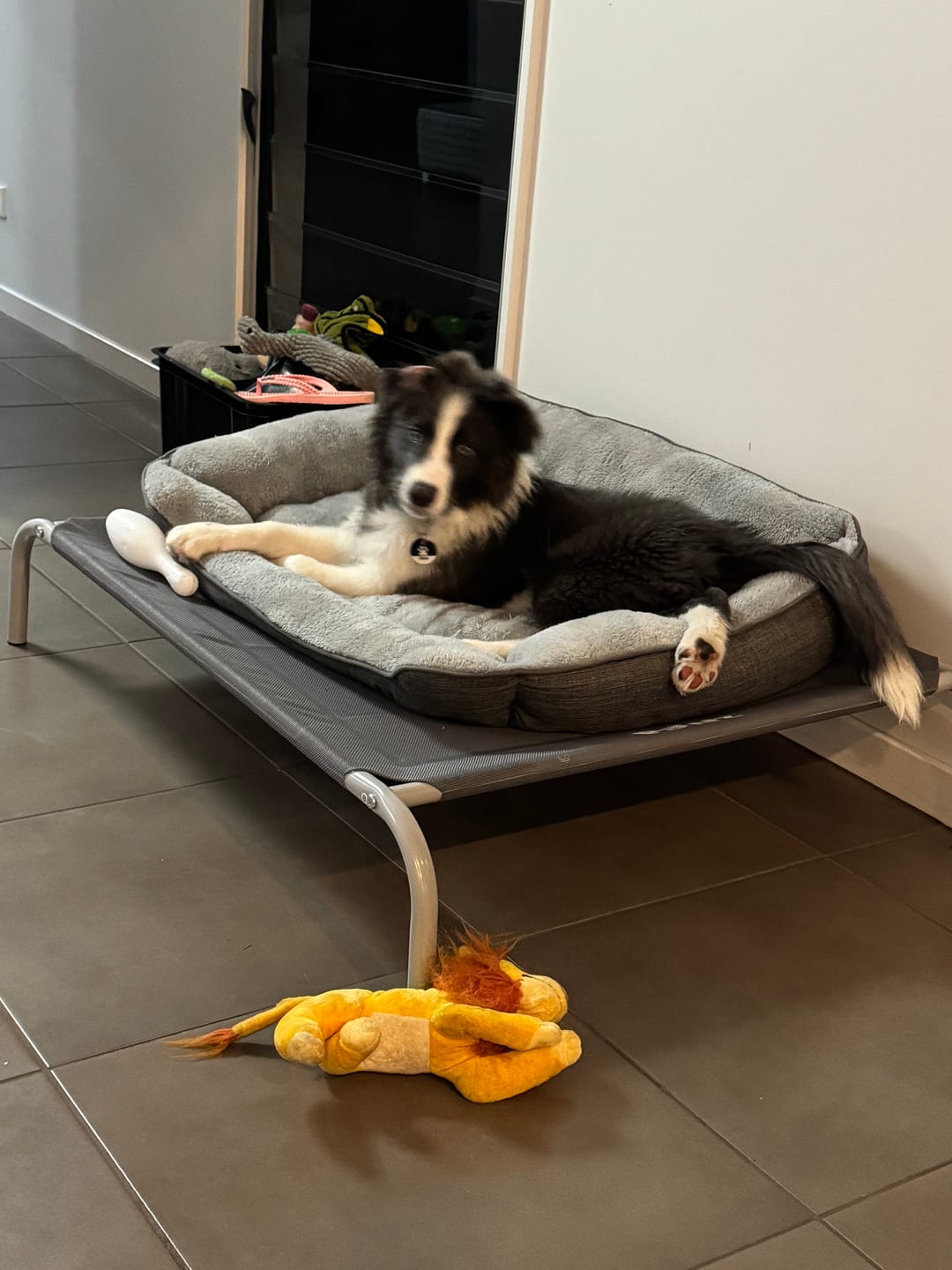 Customer photo review of Pawz Outdoor Dog Bed - Pet Trampoline