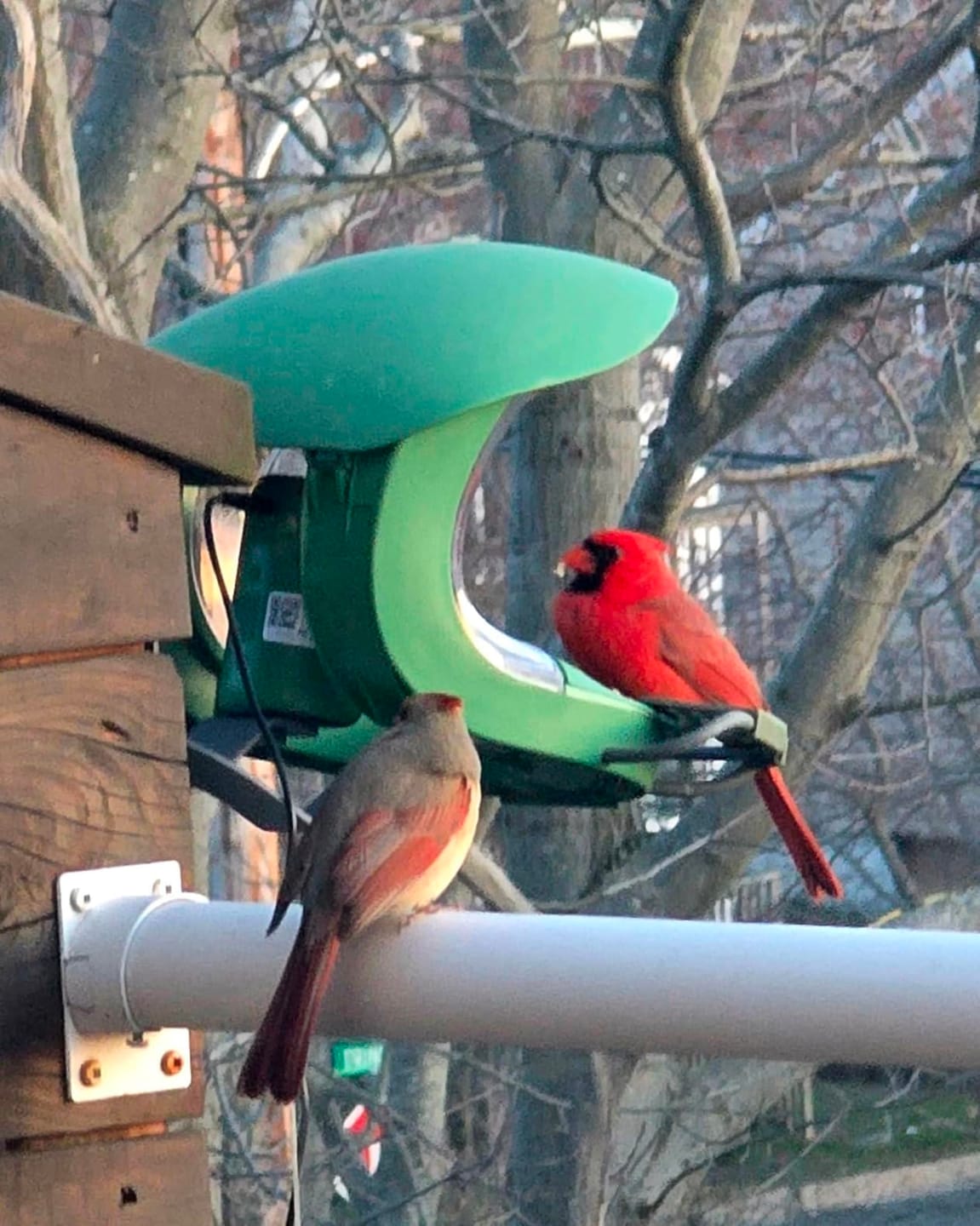 Customer photo review of Birdfy Hum Feeder Duo - Hummingbird Feeder with Dual Camera