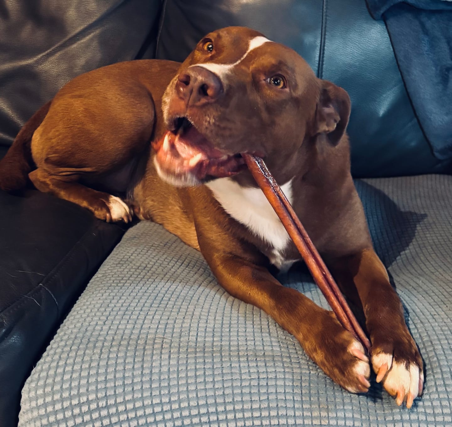 Customer photo review of 1 LB Chew Pack