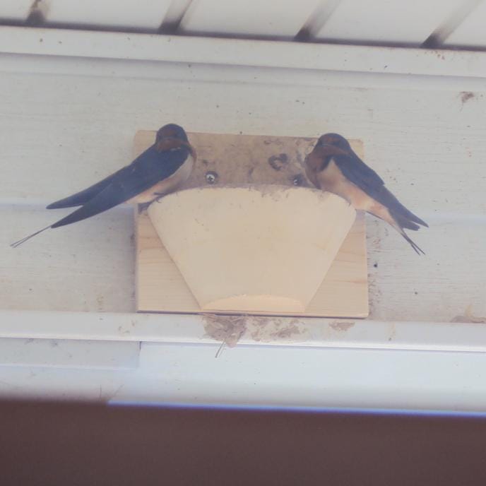 Customer photo review of Barn Swallow Nest Cups - Set of 2