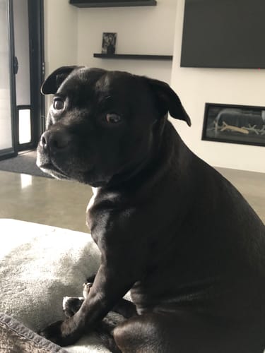 Customer photo review of New Hemp Seed Oil for Large Dogs (500ml)