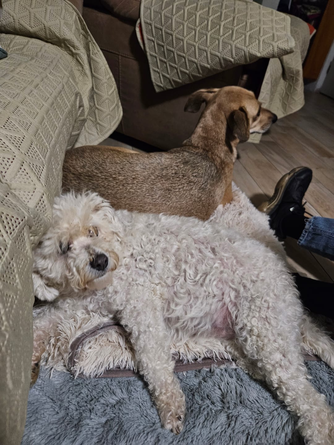 Customer photo review of Cama Ortopédica para Perros