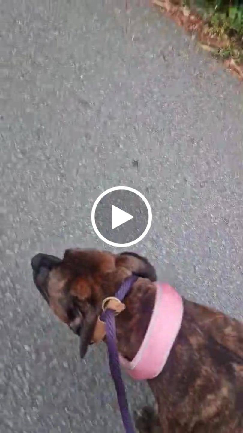 Customer video review of Ruff and Tumble slip lead