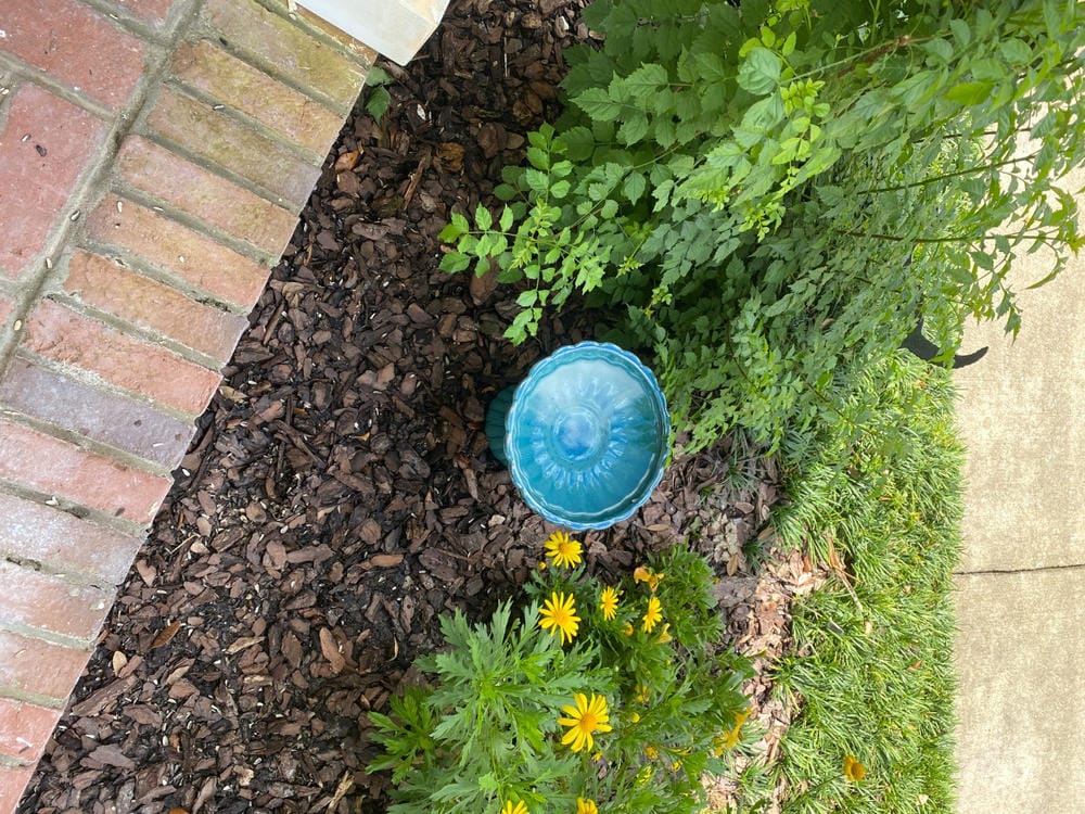 Customer photo review of Short Ceramic Pedestal Bird Bath