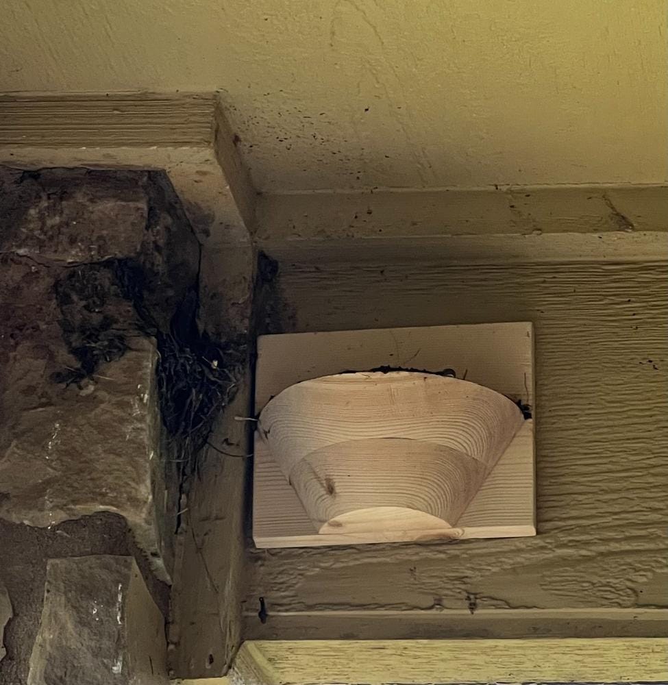 Customer photo review of Barn Swallow Nest Cups - Set of 2