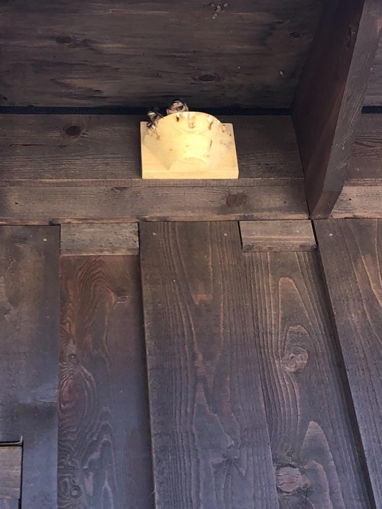 Customer photo review of Barn Swallow Nest Cups - Set of 2