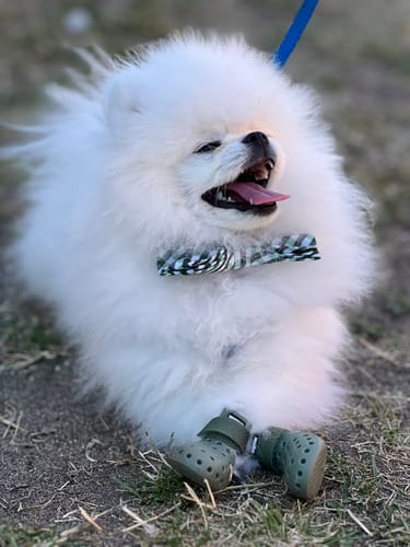 Customer photo review of WagWellies® Mojave