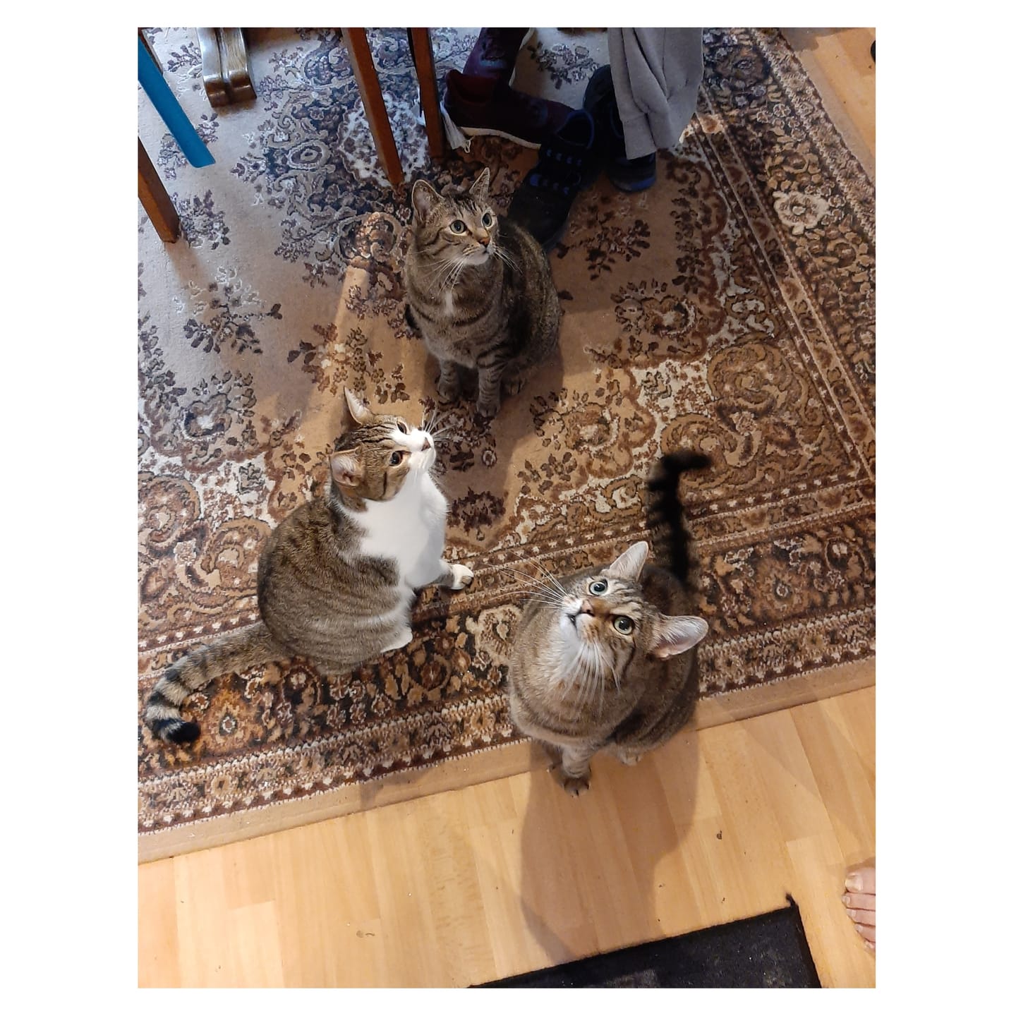 Customer photo review of Nieren Vitalsuppe für Katzen