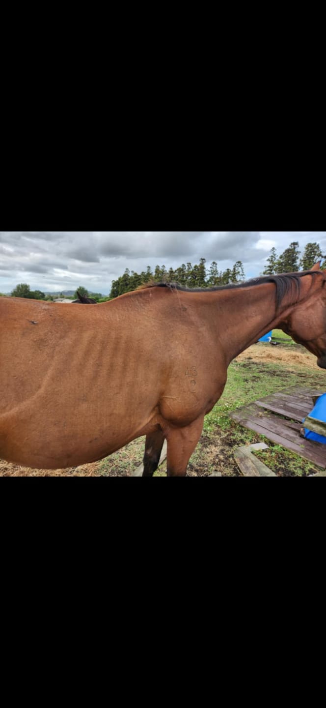 Customer photo review of Digestive EQ - Equine Gut Supplement