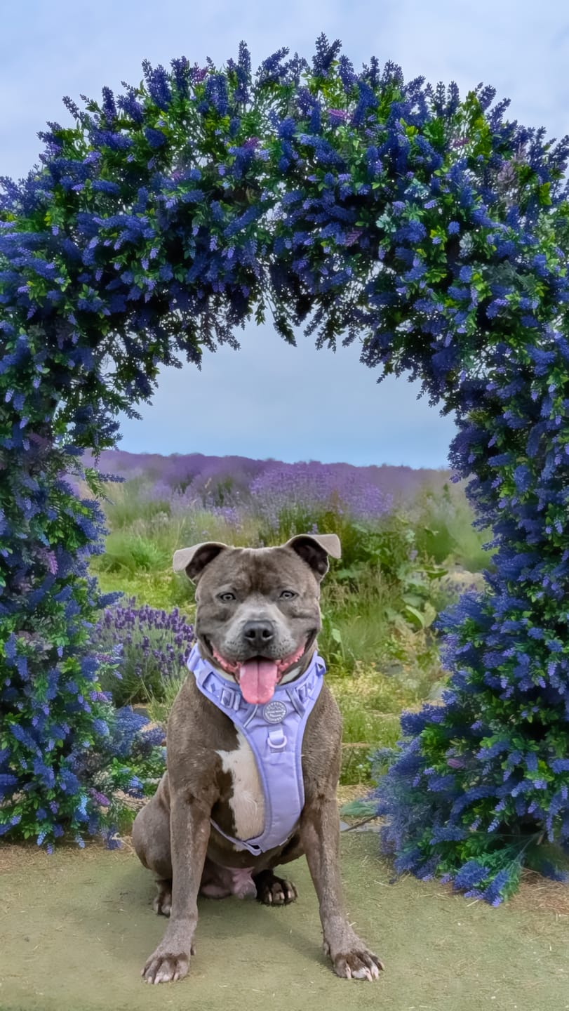 Customer photo review of Tough Trails™ Harness - Walkies Ready® Lavender Lilac