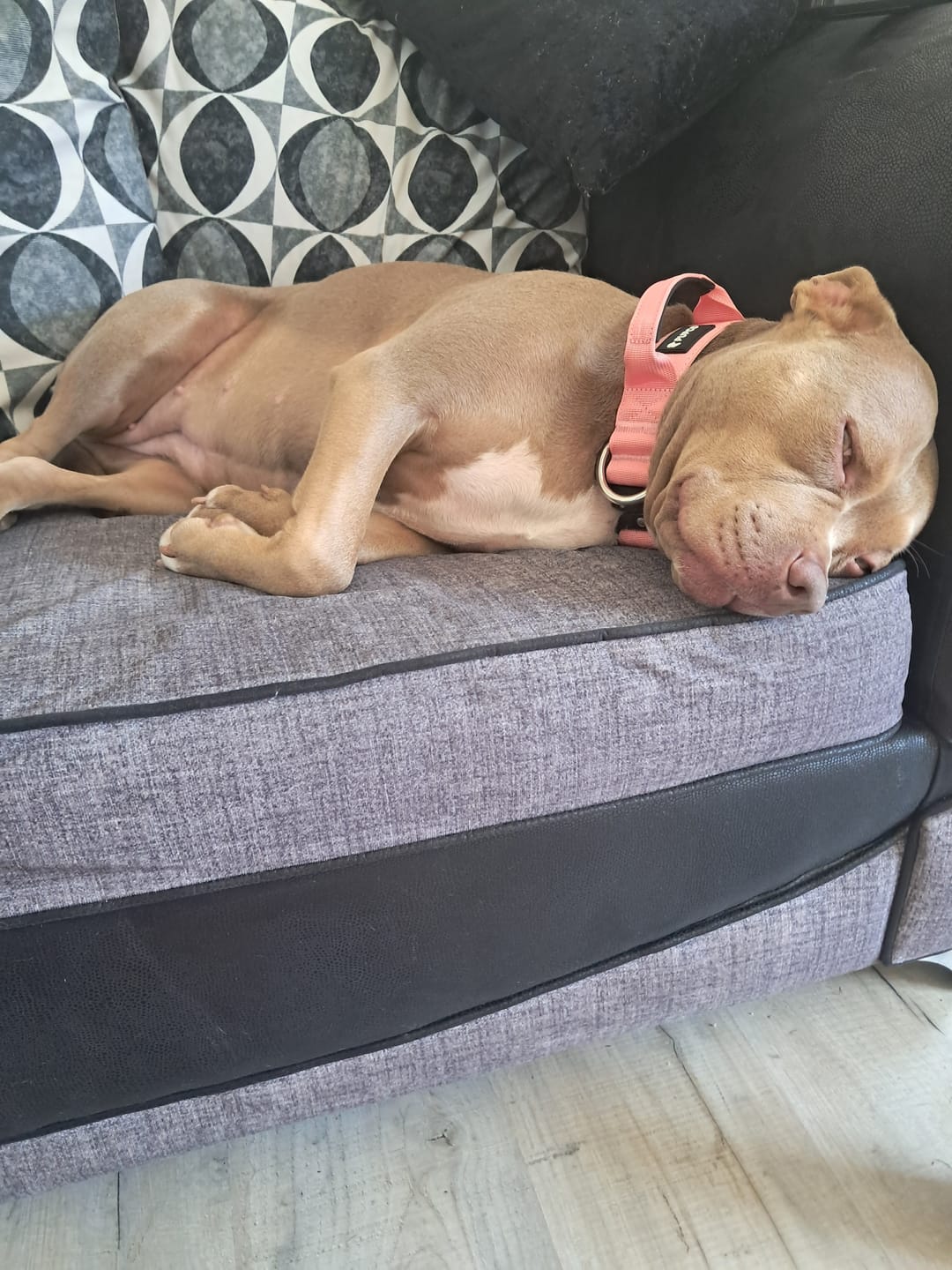 Customer photo review of Performance collar with handle 4CM - Pink
