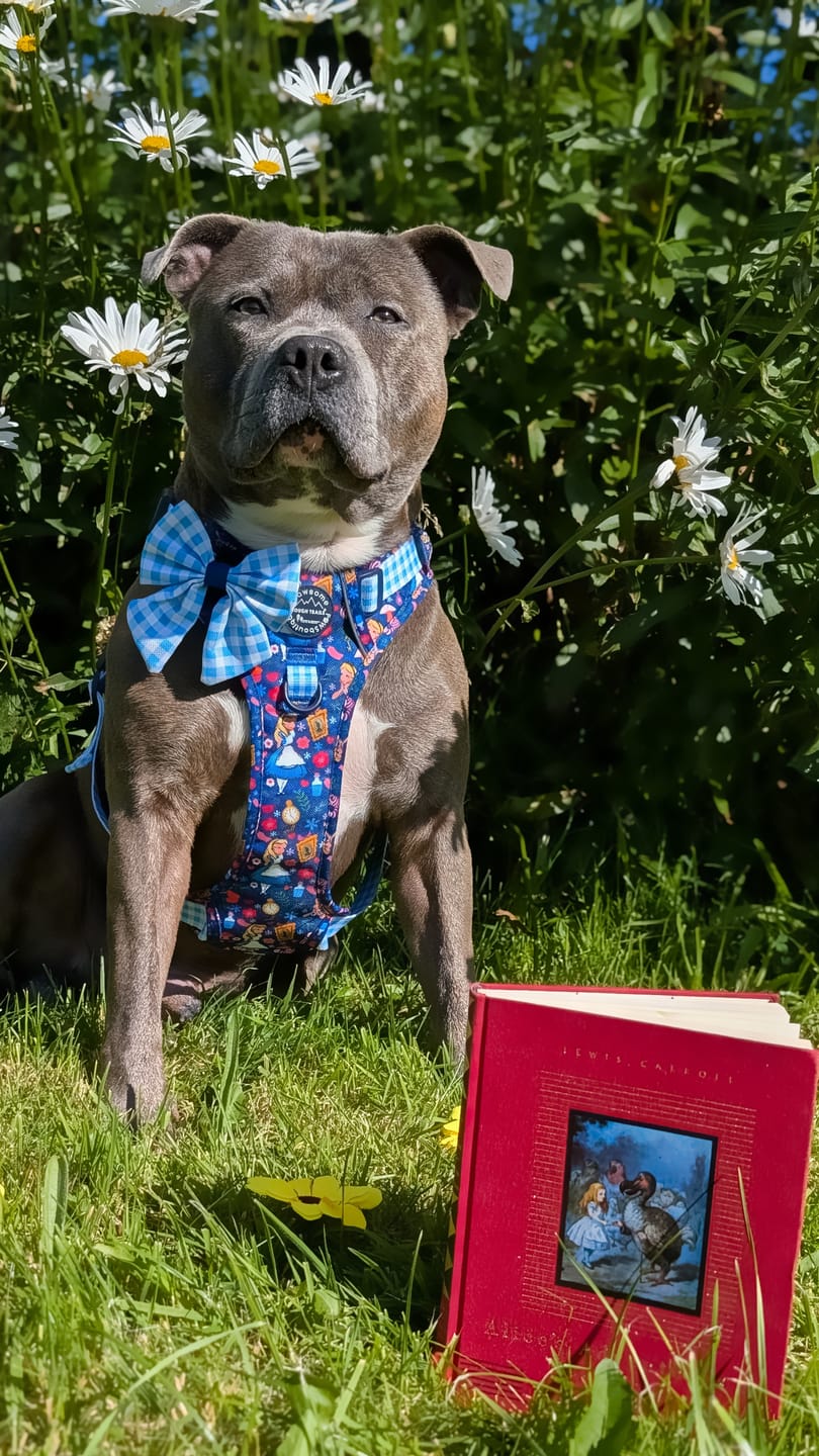 Customer photo review of Tough Trails™ Harness - Alice In Wonderland