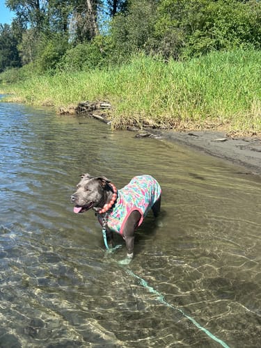 Customer photo review of WagWellies® Mojave